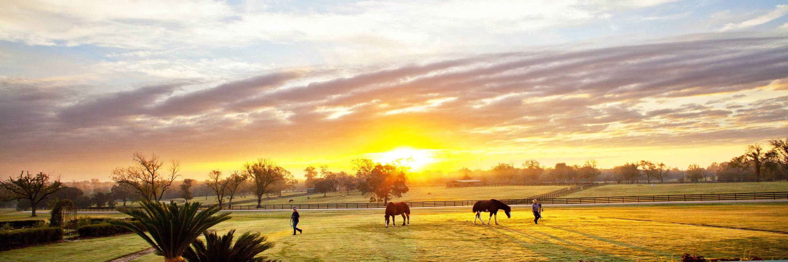 a group of horses in a field with a person walking