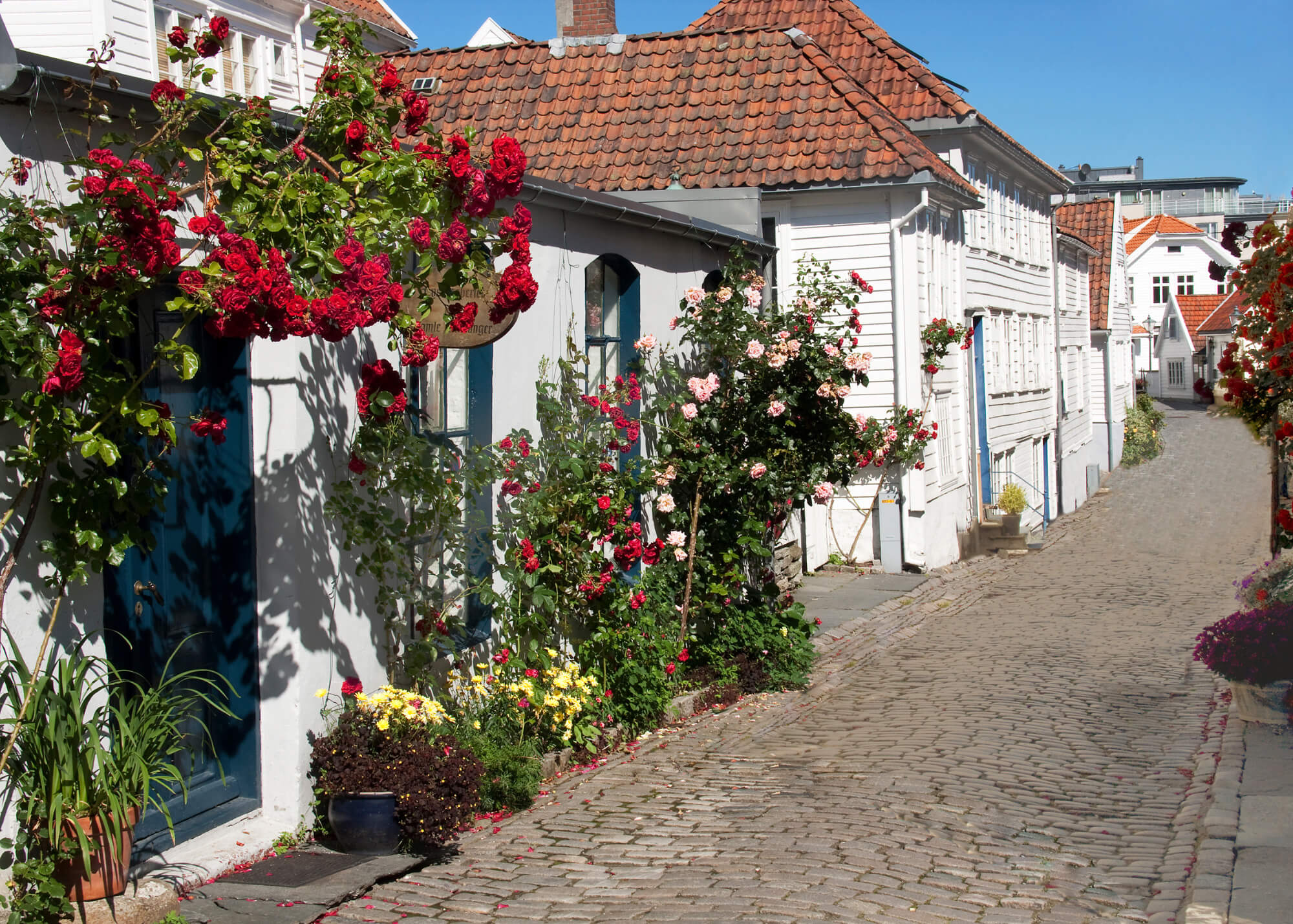 White Norwegian homes in Stravenger with flowers 