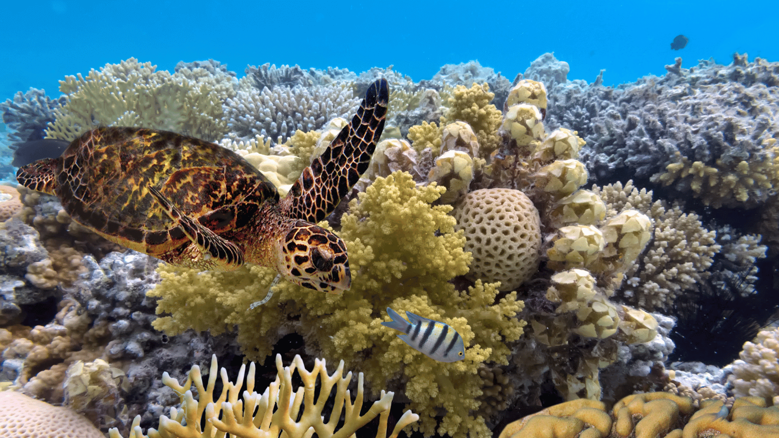 Hosts Global | Discover The Great Barrier Reef