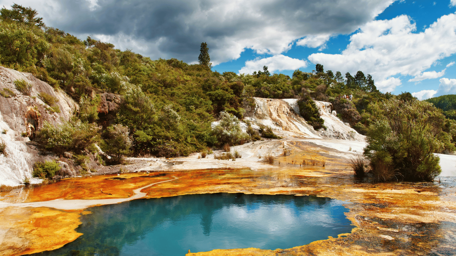 Hosts Global | Discover Geothermal Wonders of Rotorua in New Zealand