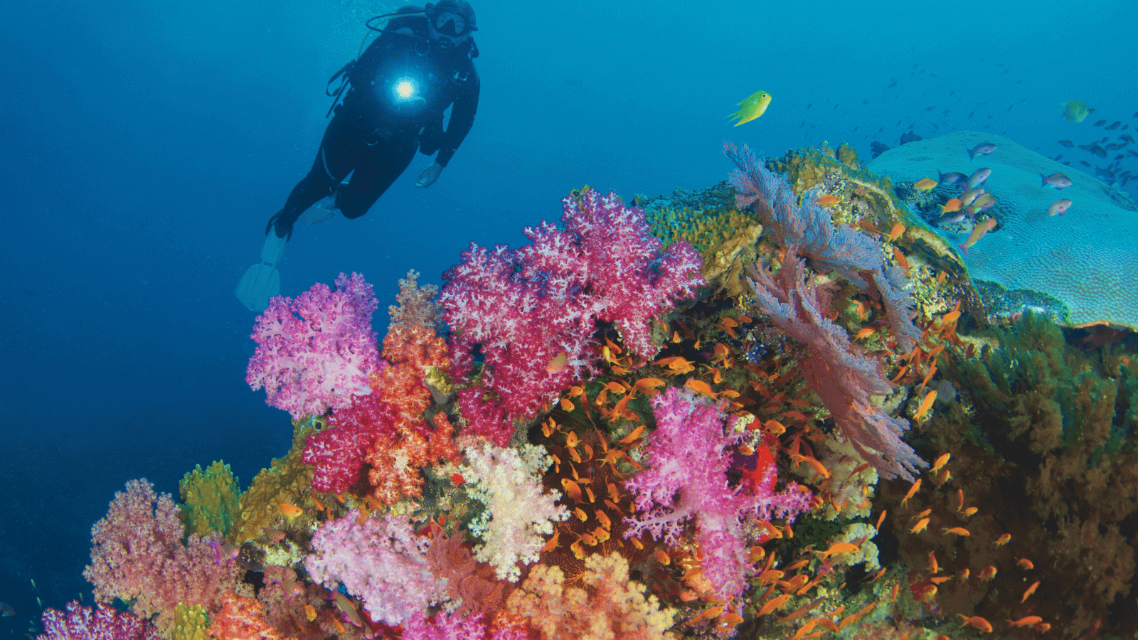 Hosts Global | Discover snorkeling in Fiji
