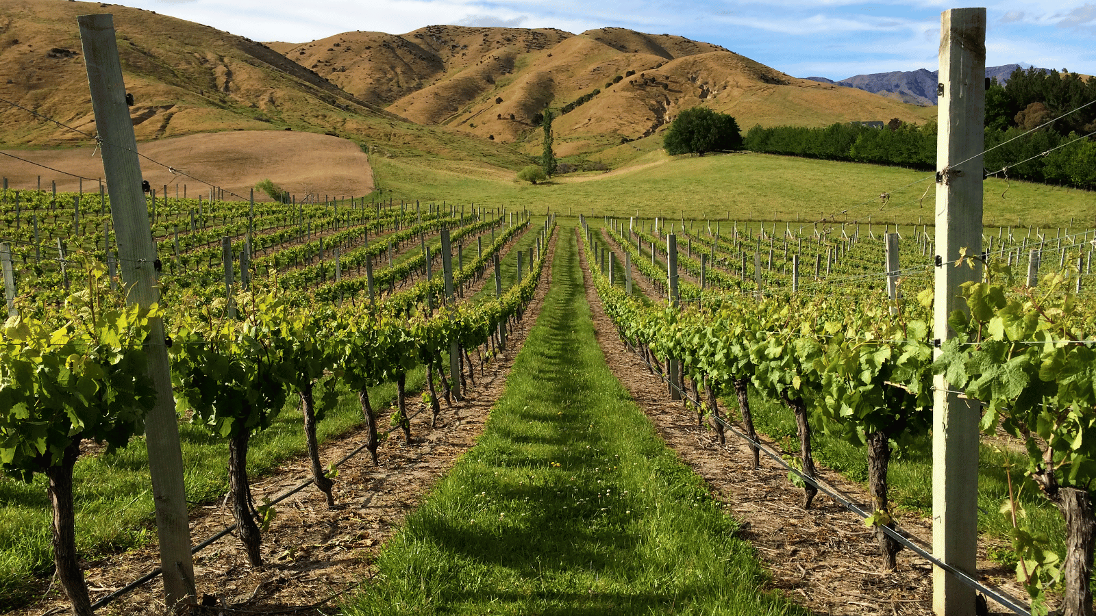 Hosts Global | Discover Wine tasting in Marlborough New Zealand