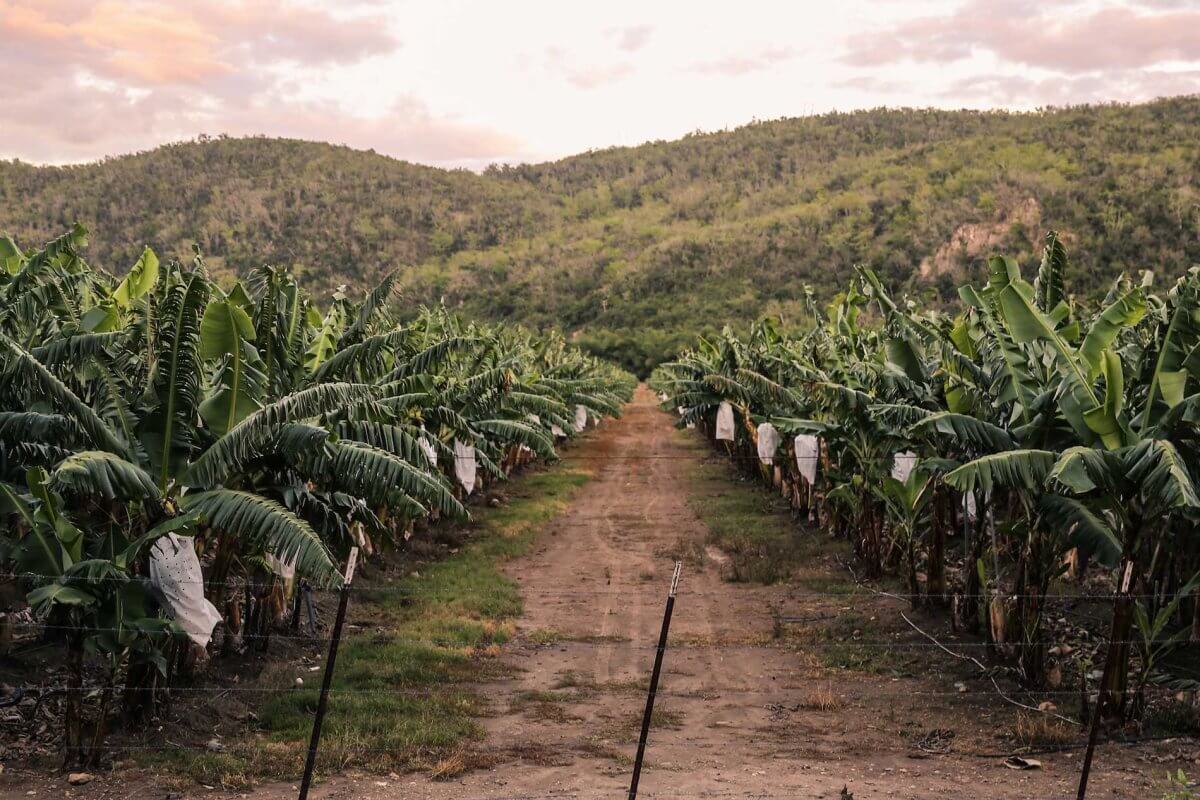 Hosts Global | Ecotourism in Puerto Rico | Coffee Farm