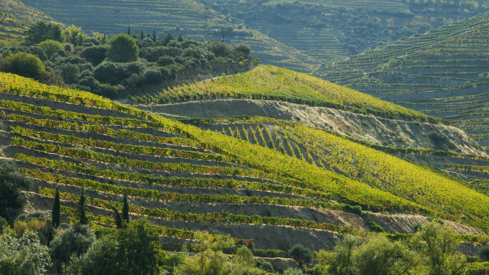 Hosts Global | Douro Valley Vineyards Portugal