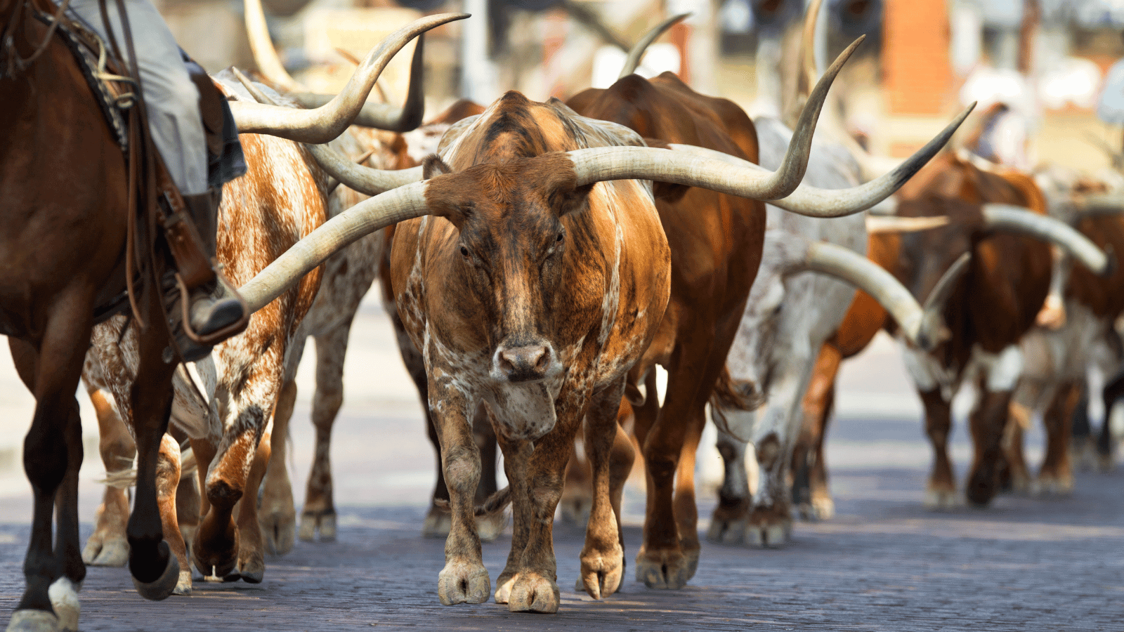Hosts Global | Texas Steers