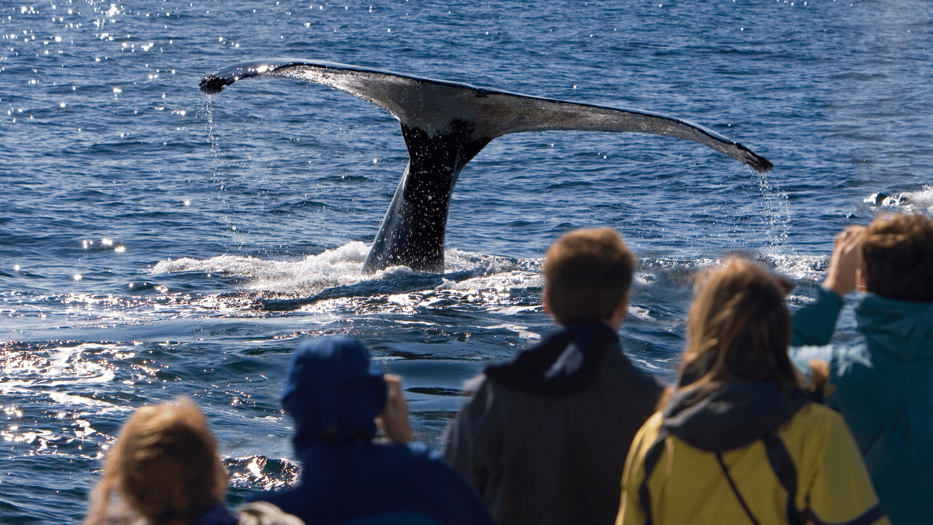 Hosts Global | Whale watching Maine