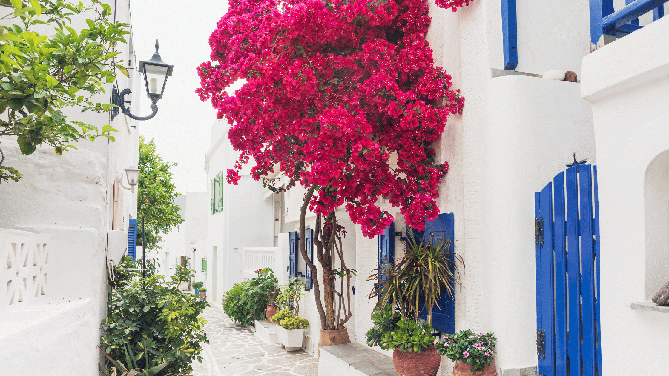 Hosts Global | Seaside Mediterranean | Greece Florals in Santorini