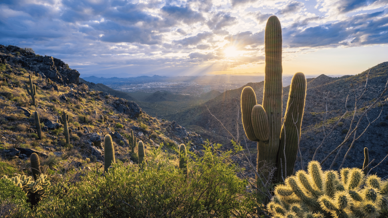 Hosts Global | Scottsdale, AZ Desert landscape