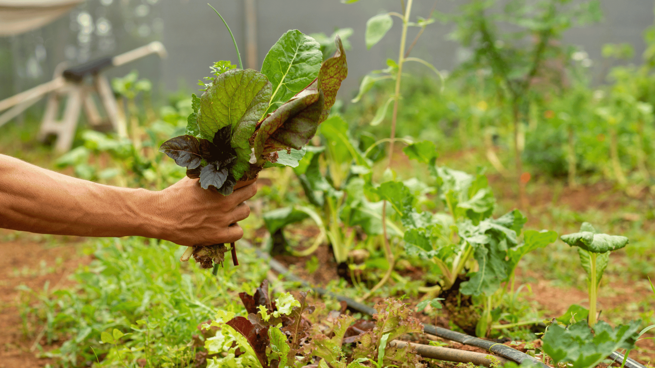 Hosts Global | Belgium Sustainability and farm to table