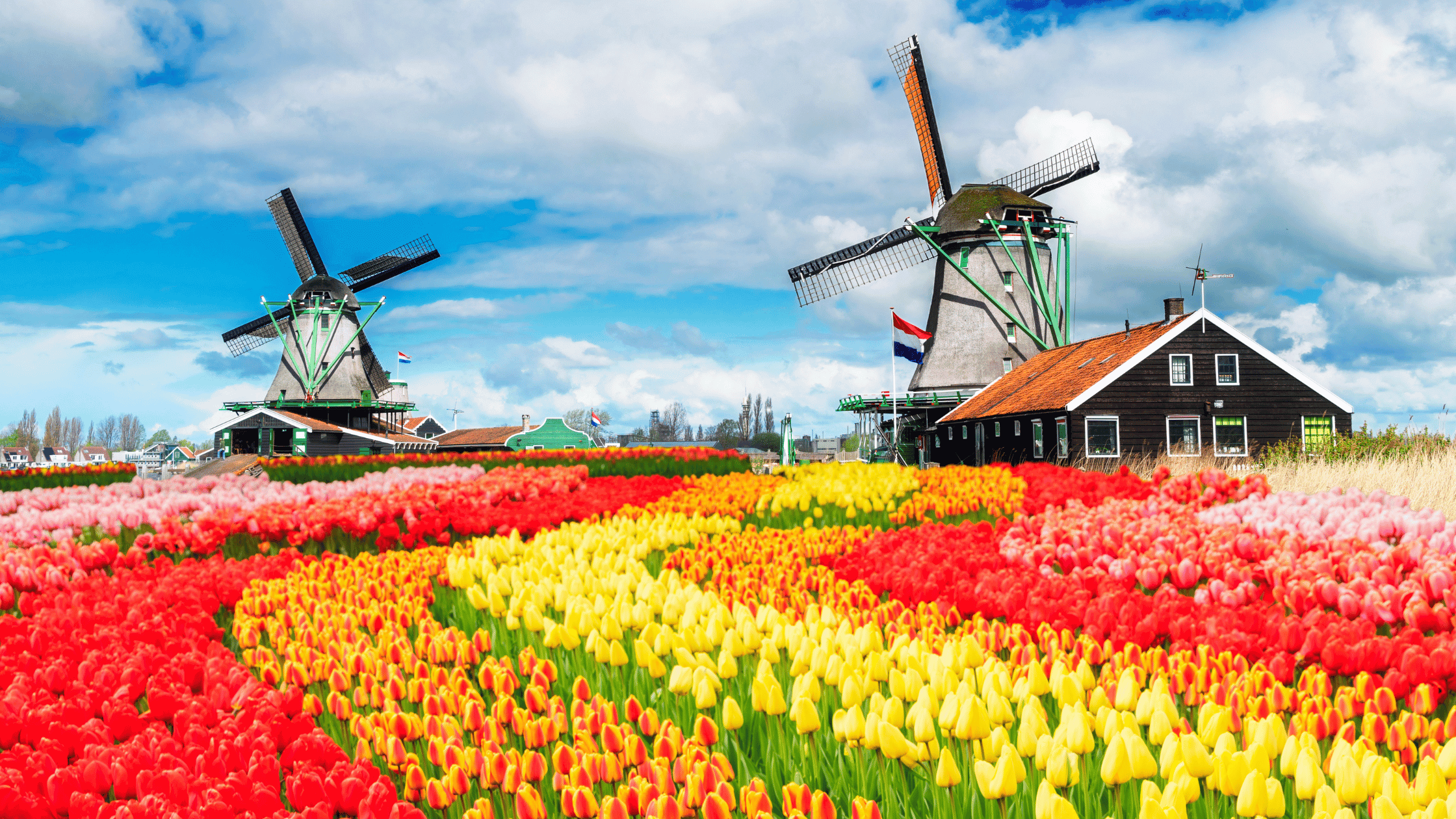 Hosts Global : Netherlands Windmills and tulips