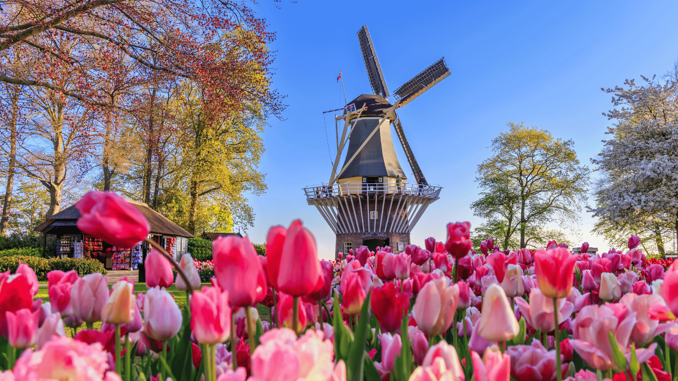 Hosts Global : Netherlands Windmills and tulips