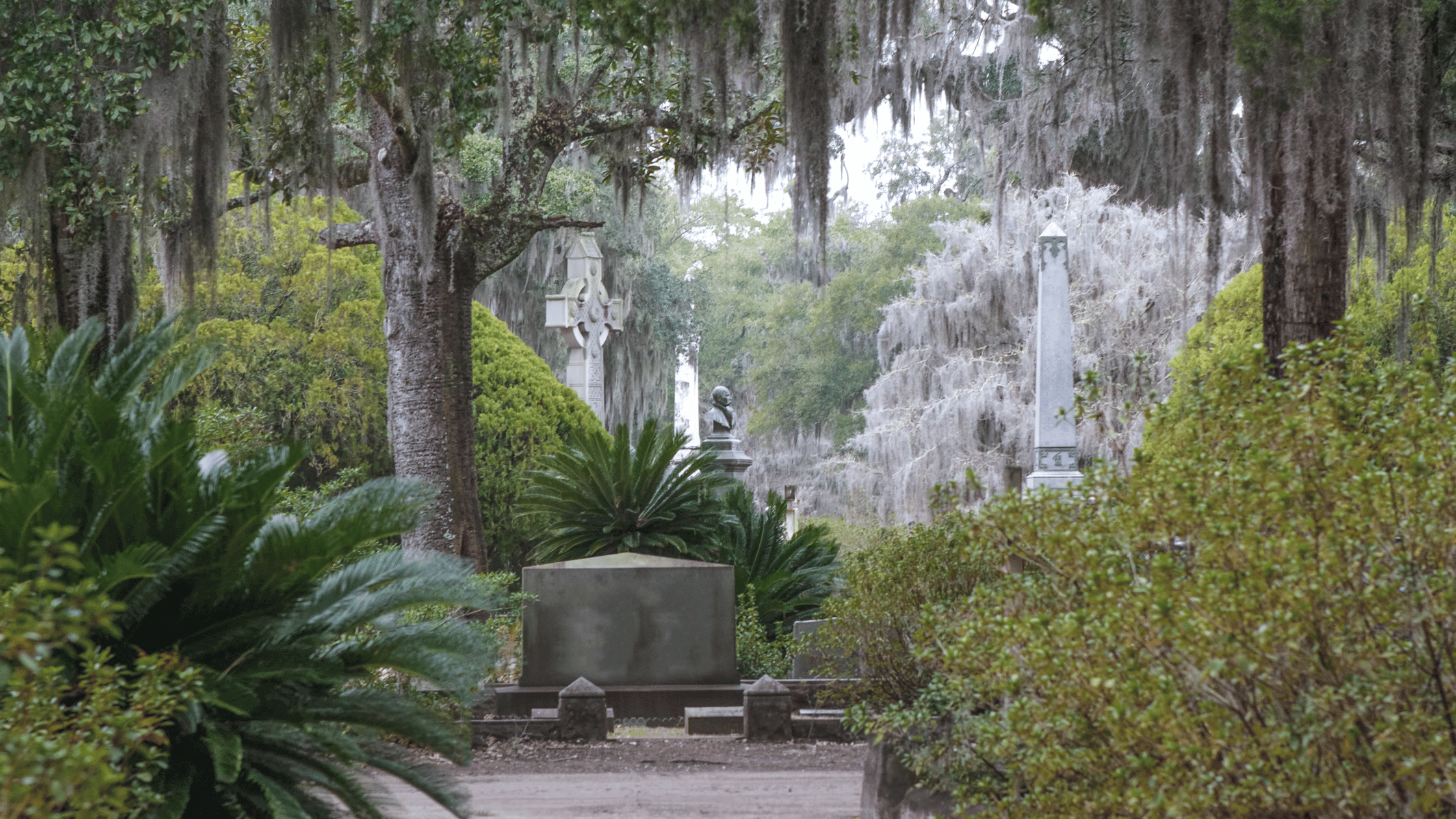 a cemetery with trees and moss