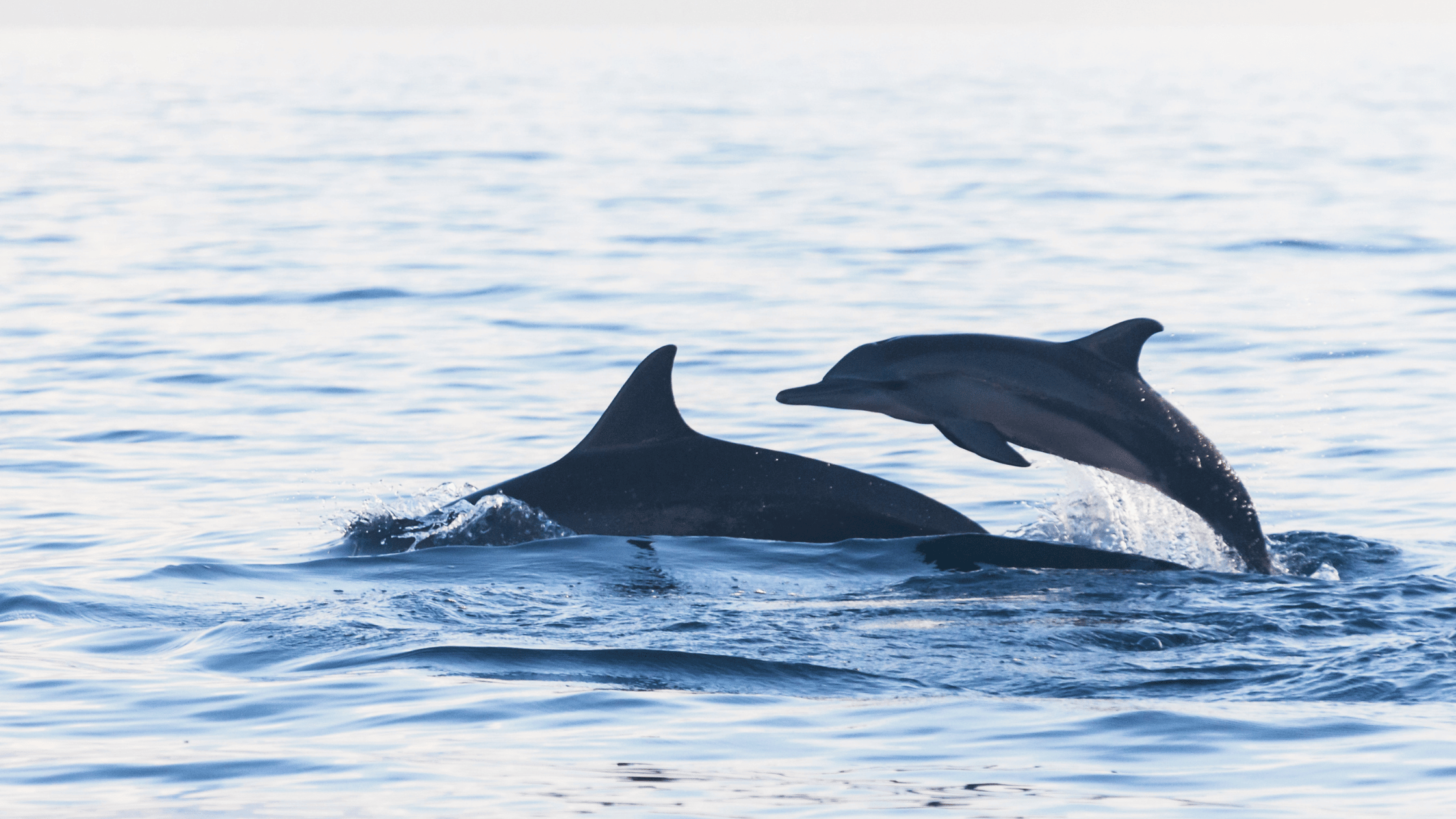 dolphins jumping out of the water