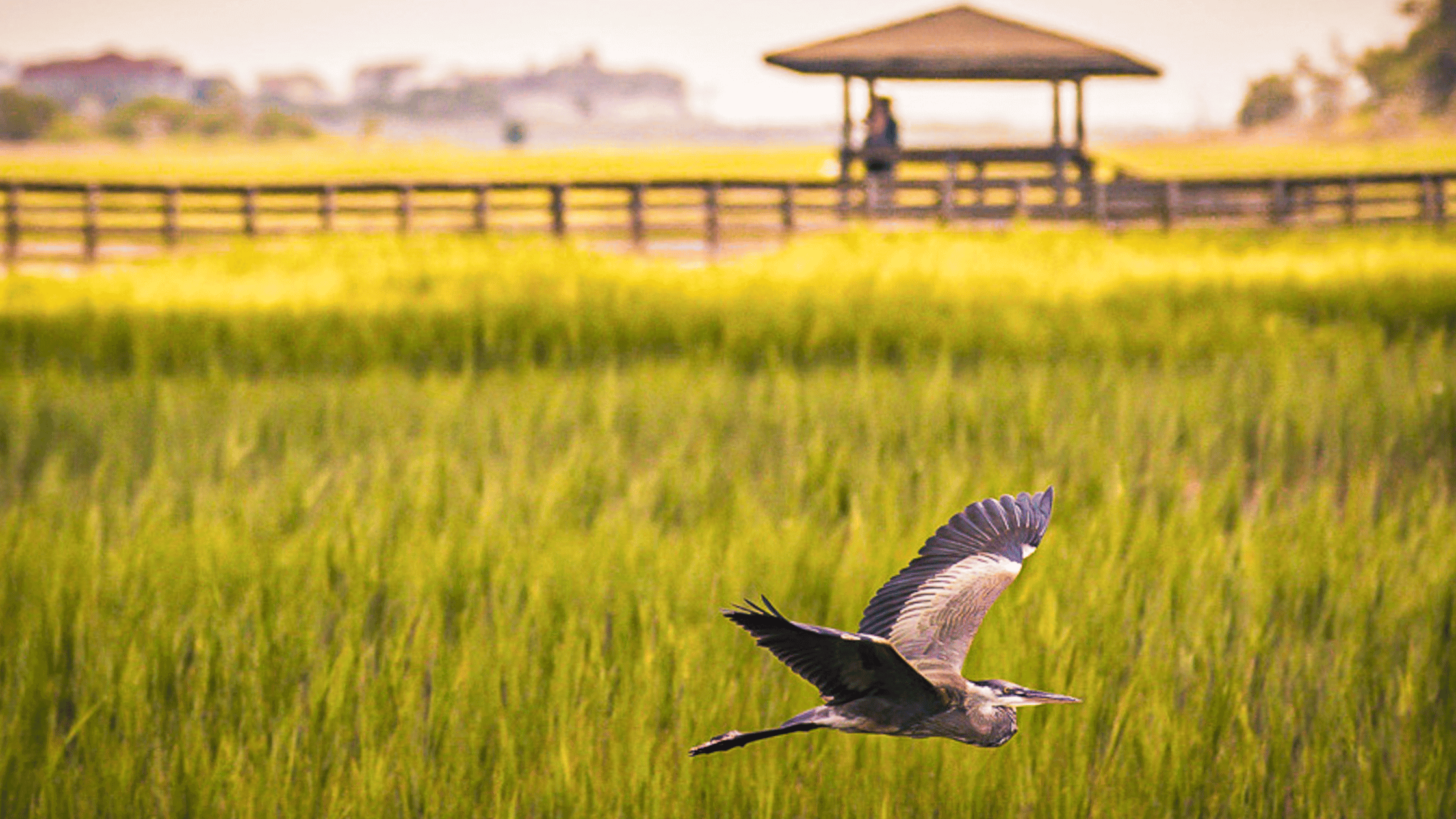 a bird flying over SC low country