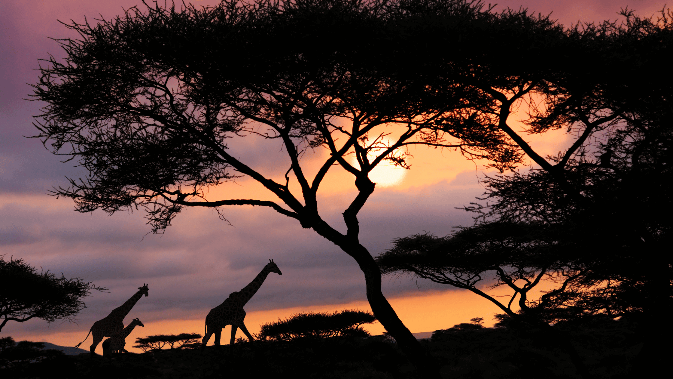 Giraffes at sunset in Africa