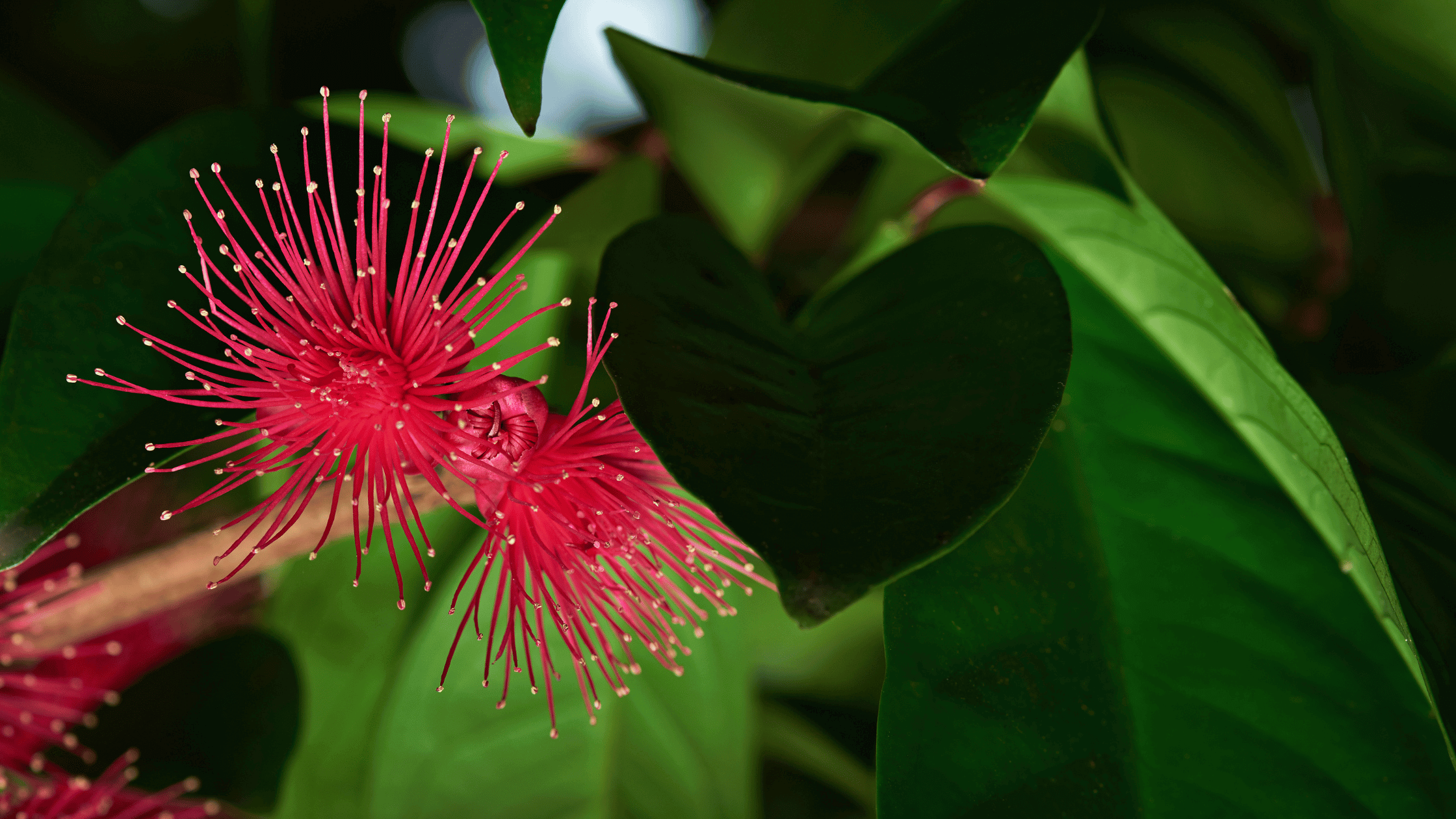 a close up of a flower