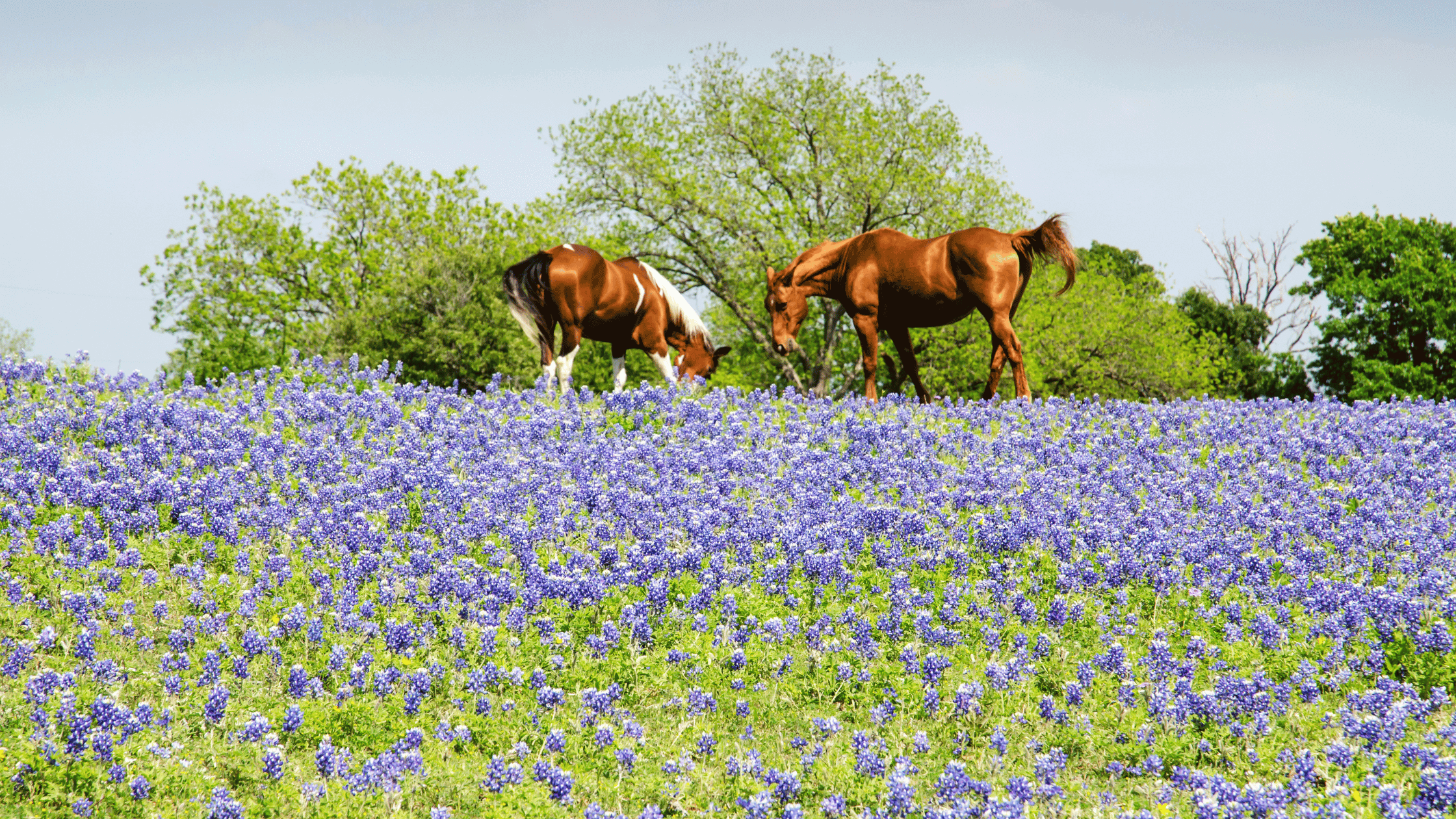 Horses in blue bonnet field in Texas