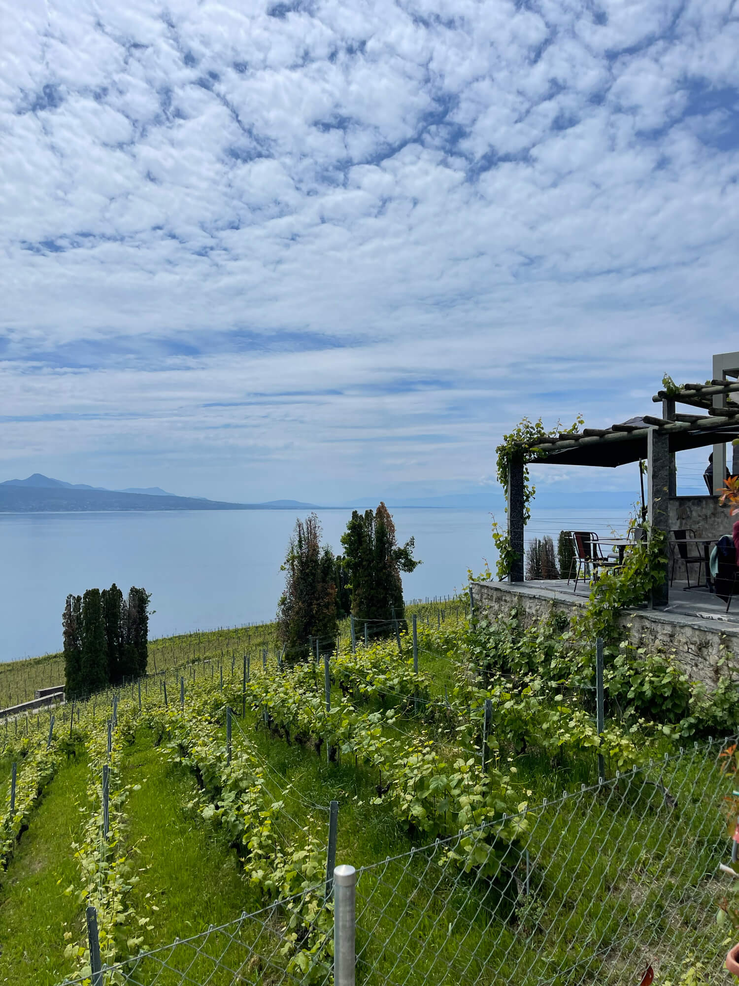 Vineyard overlooking the water in Switzerland