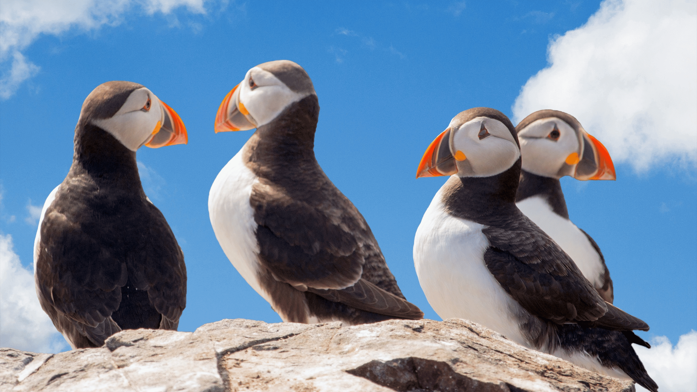 Puffins Penguins in Iceland