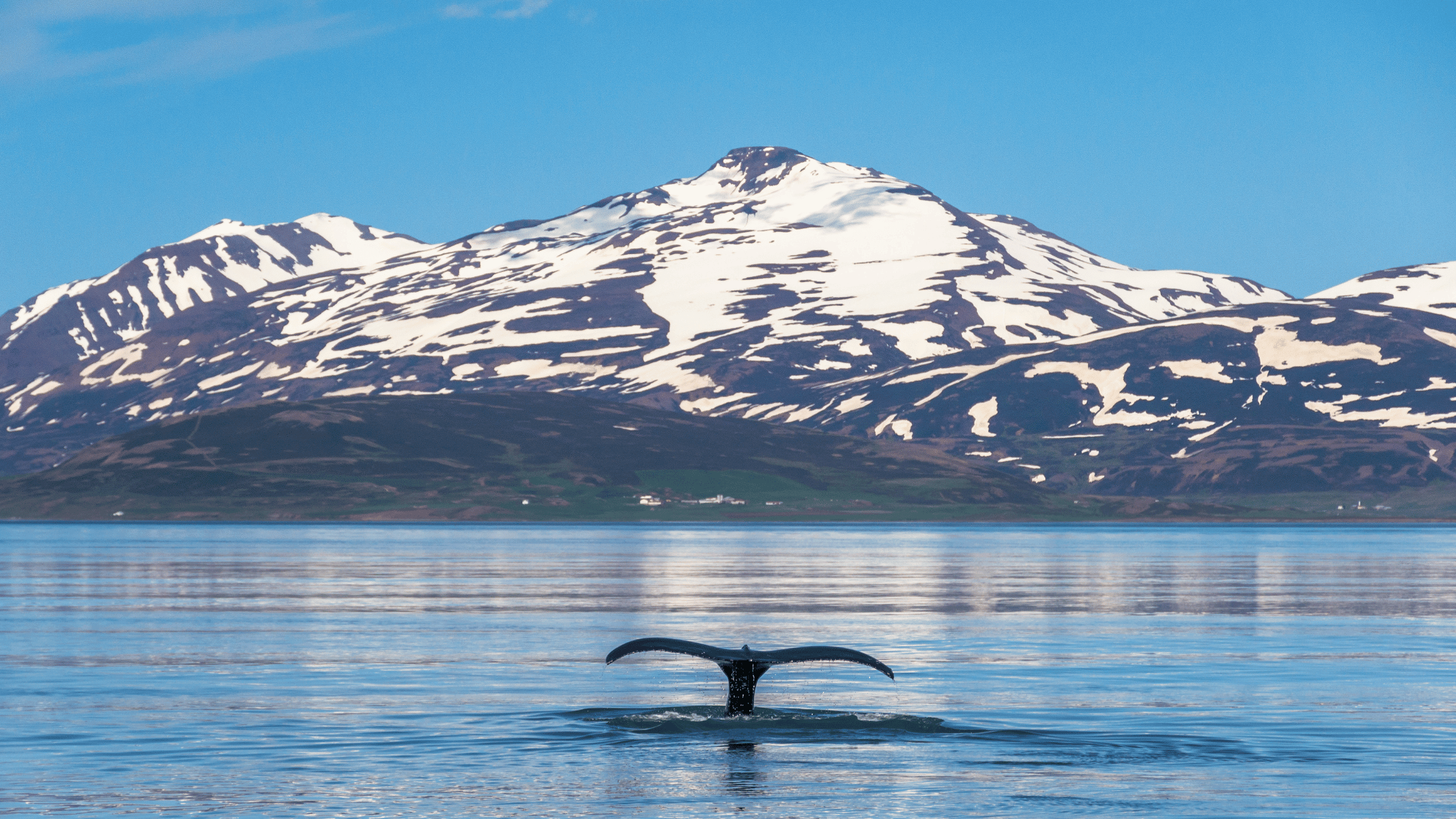 Whale Watching tour in Iceland