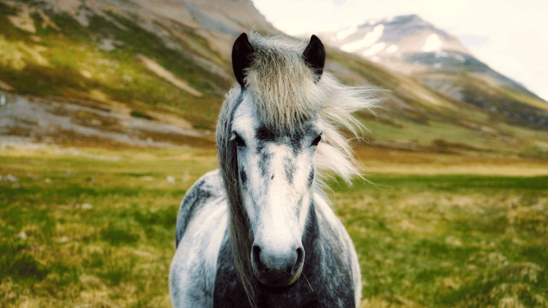 Icelandic horse