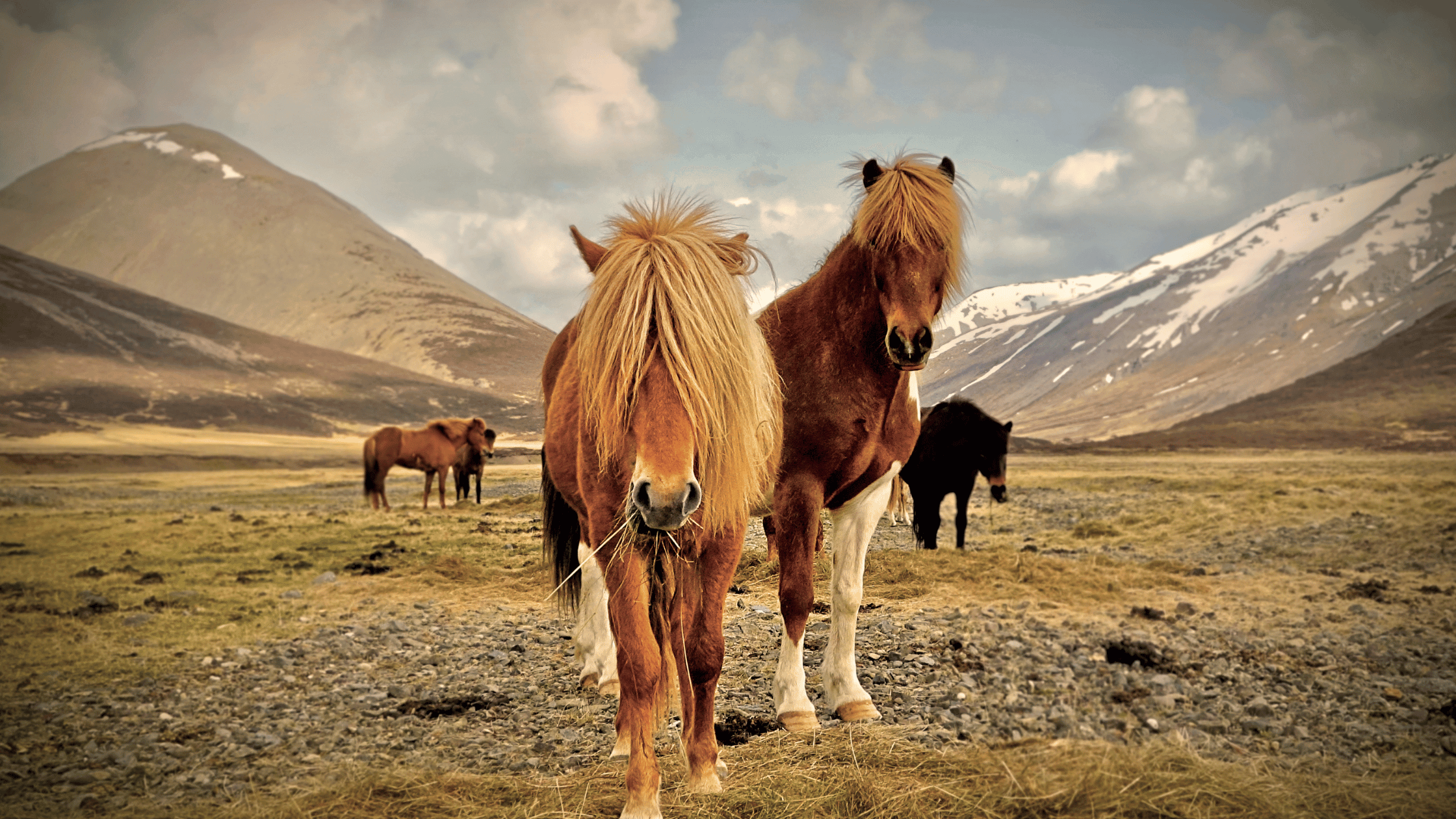 Iceland Horses