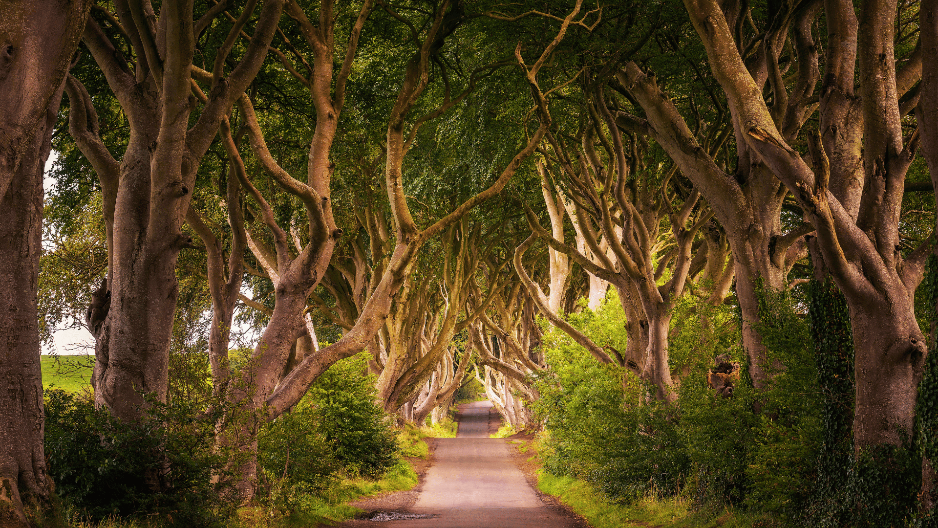 Ireland Trees crossing over a path