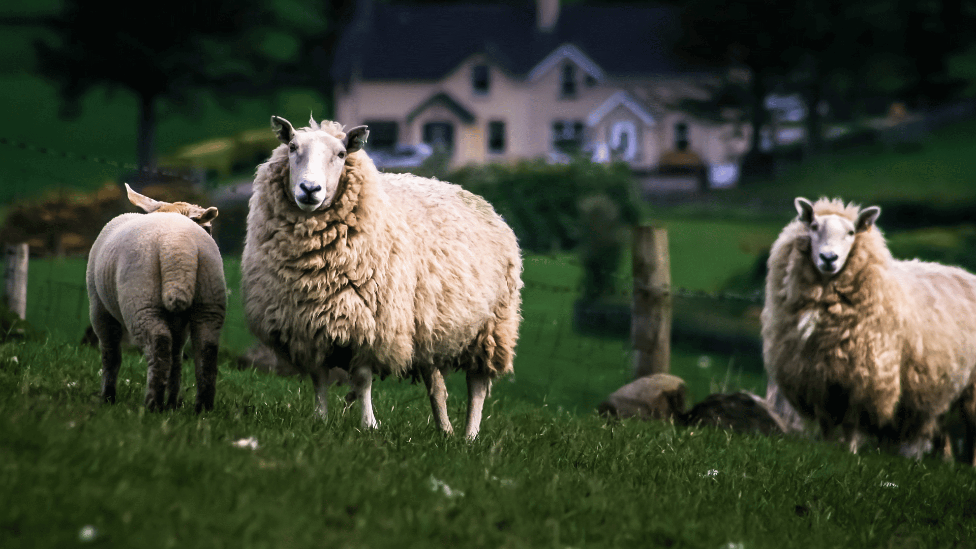 Ireland | Sheep in a field