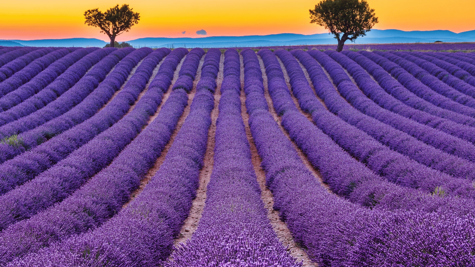 Lavender Fields in France