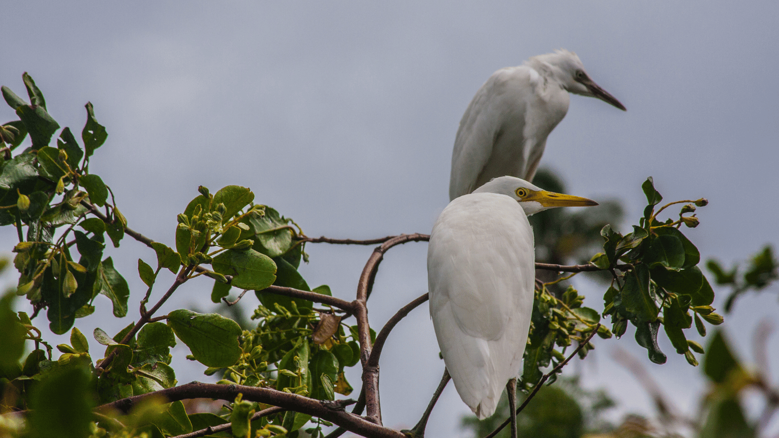 St. Lucia Birds