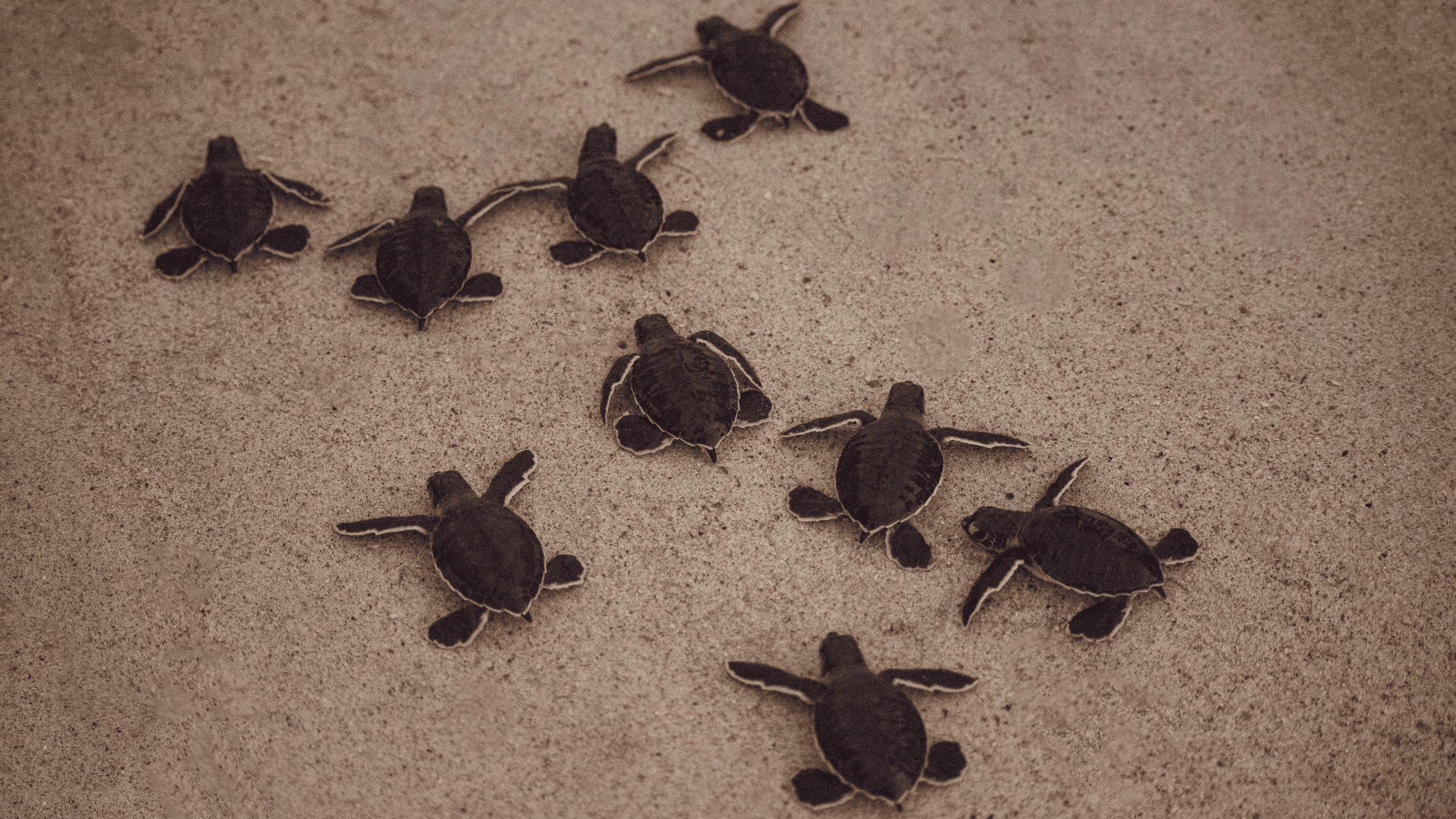 a group of baby turtles on the sand