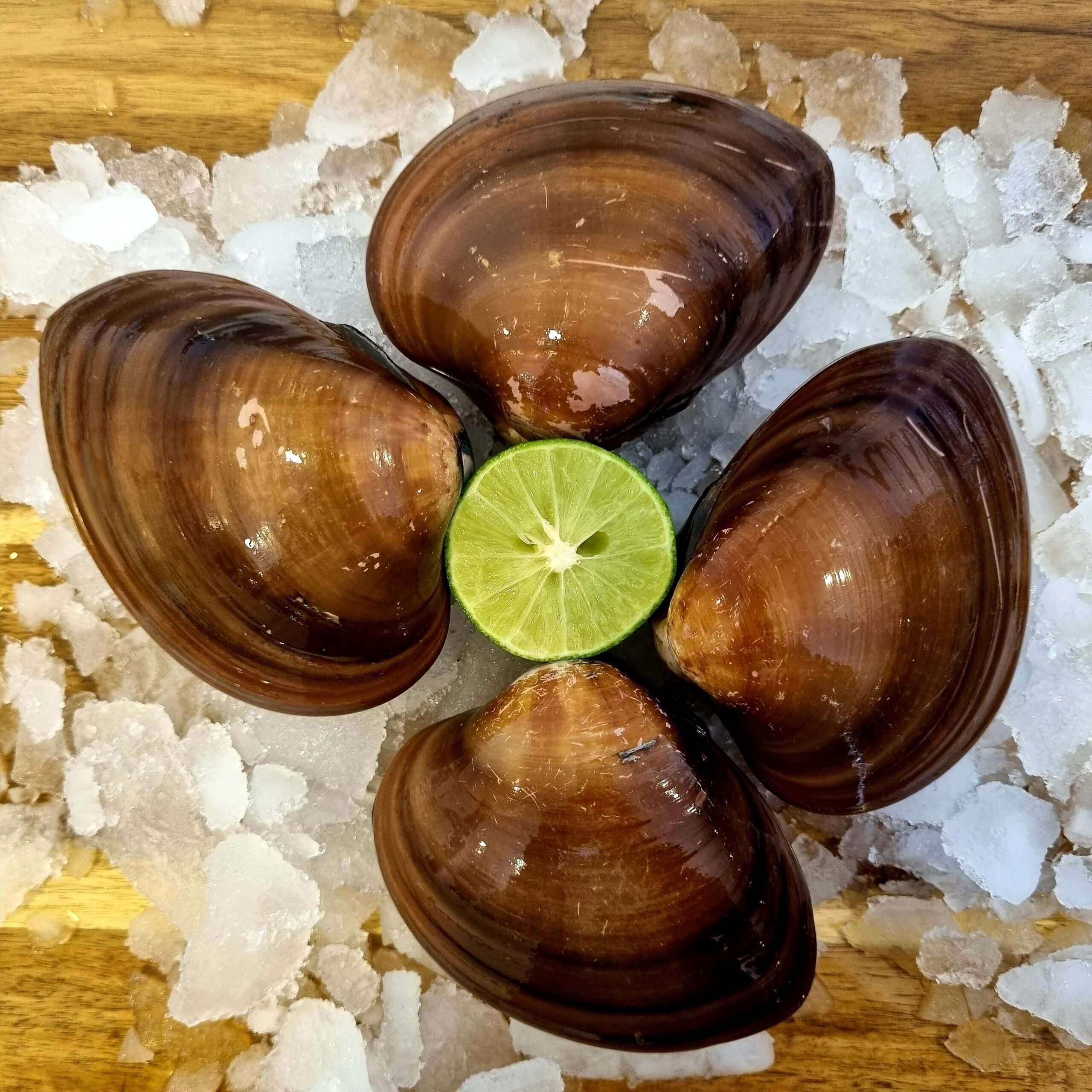 Almeja Chocolata (Chocalate Clams) from Mexico 