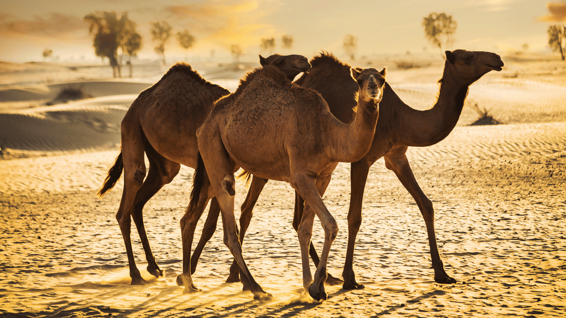 Camels on the sand