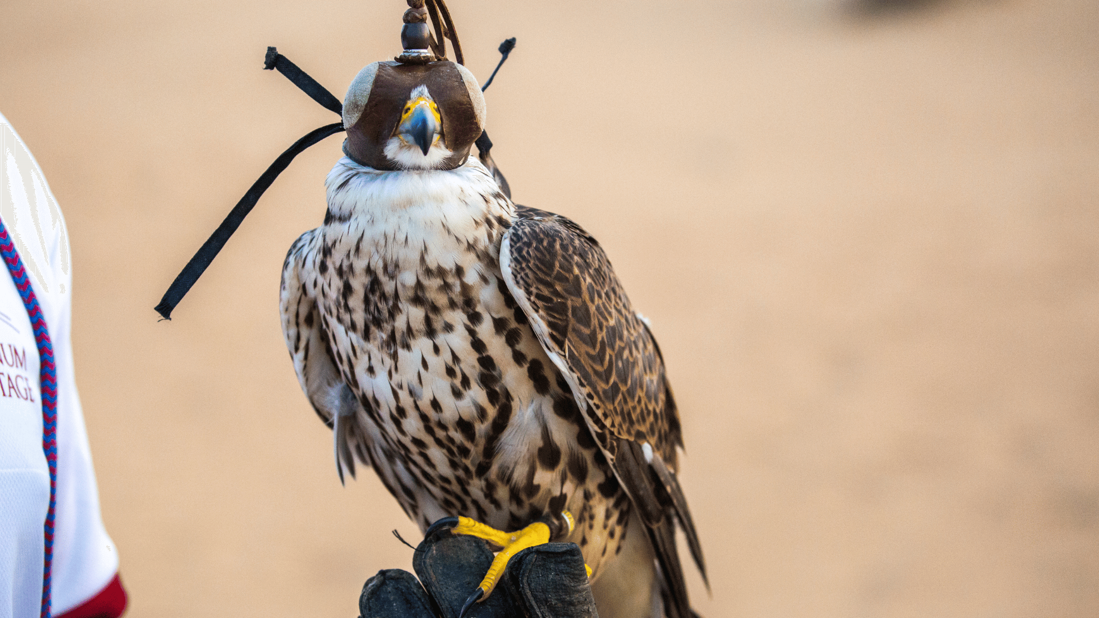 Dubai falcon with hood for falconery demonstration