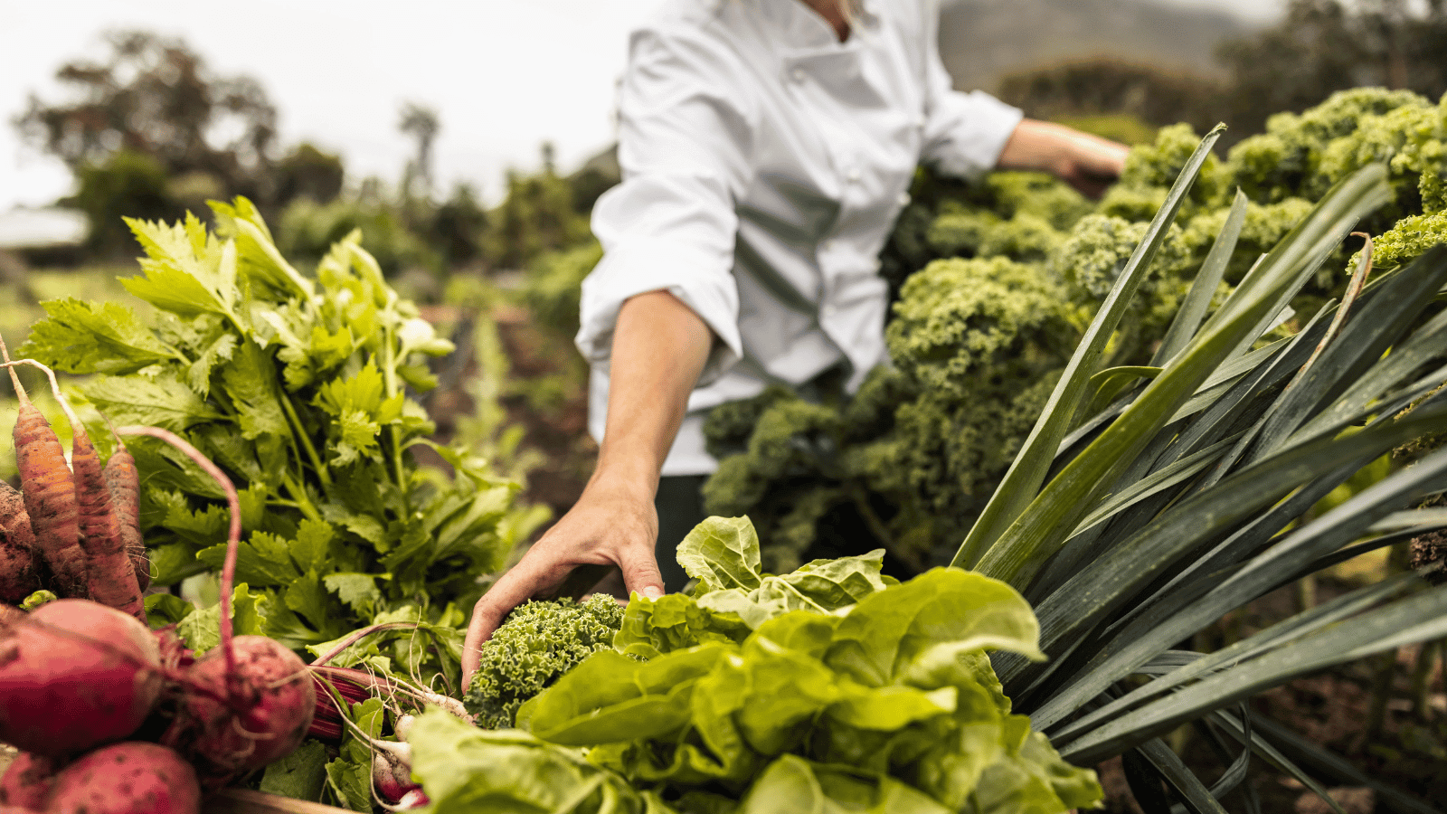 Hosts Global | Woman chef grabbing vegetables from urban garden