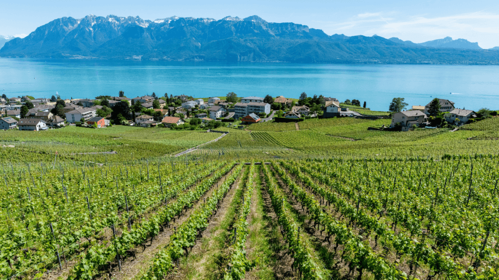 Beautiful vineyards in Vaud, Switzerland _ World Events Consulting, A Hosts Global Member